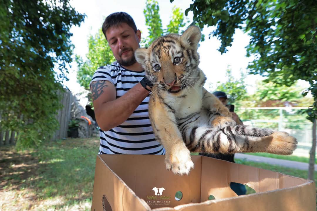 Doi pui de tigru siberian noua atracție la grădina zoologică Oradea